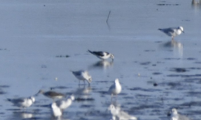 Little Gull - ML643135431