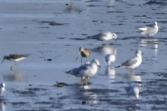 Marbled Godwit - ML643135432