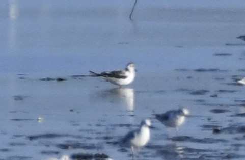 Little Gull - ML643135433