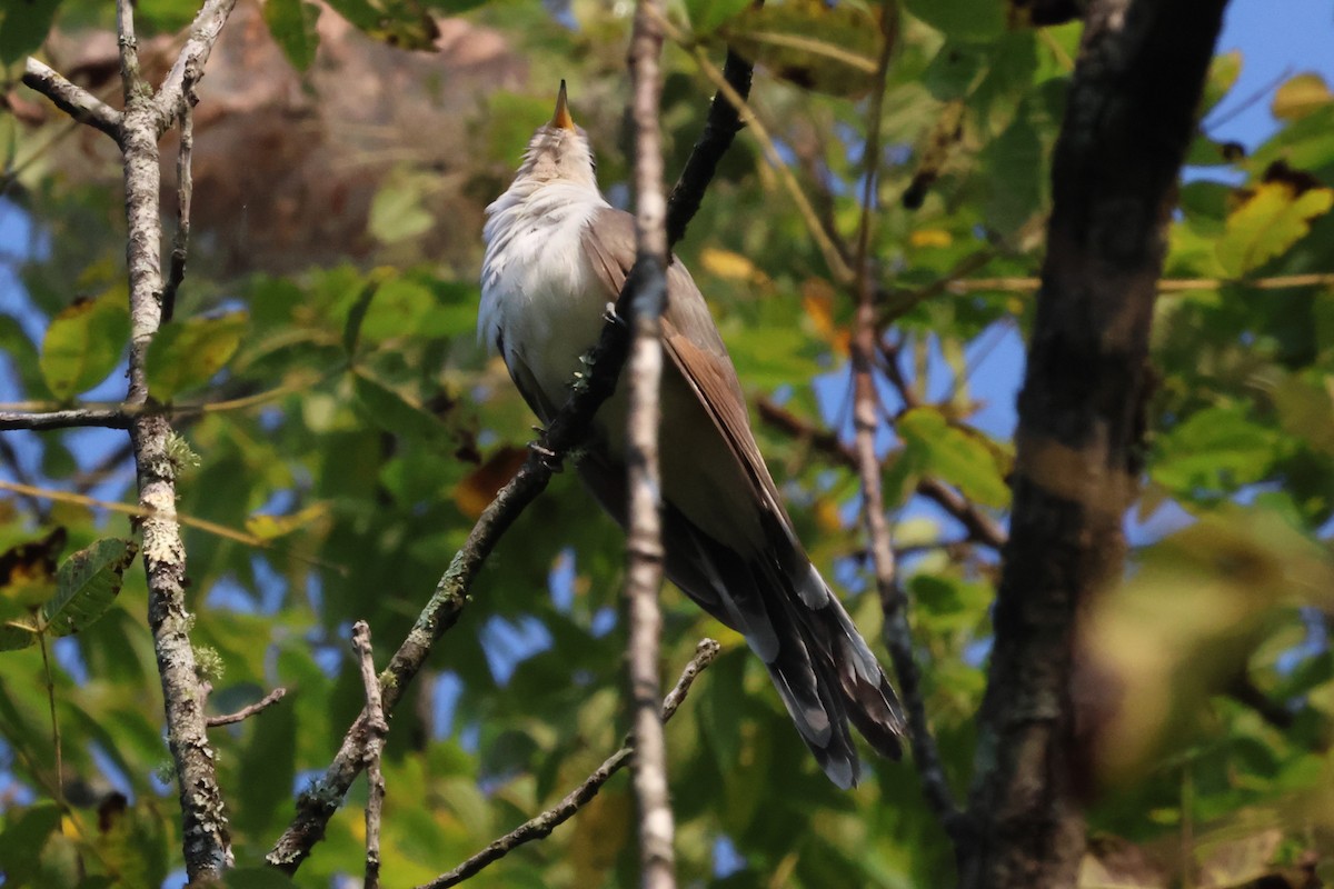 Yellow-billed Cuckoo - ML643135435