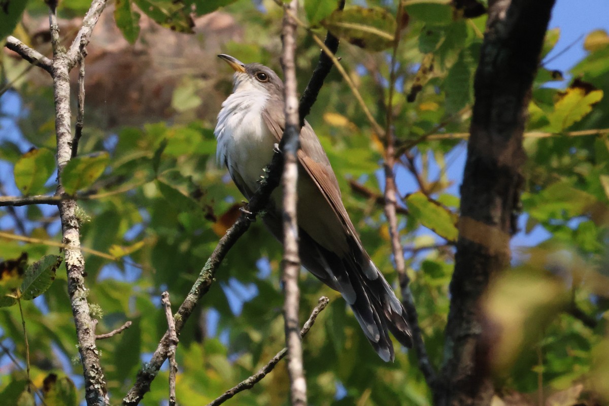 Yellow-billed Cuckoo - ML643135436