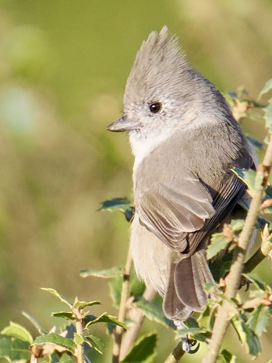 Oak Titmouse - ML643135439