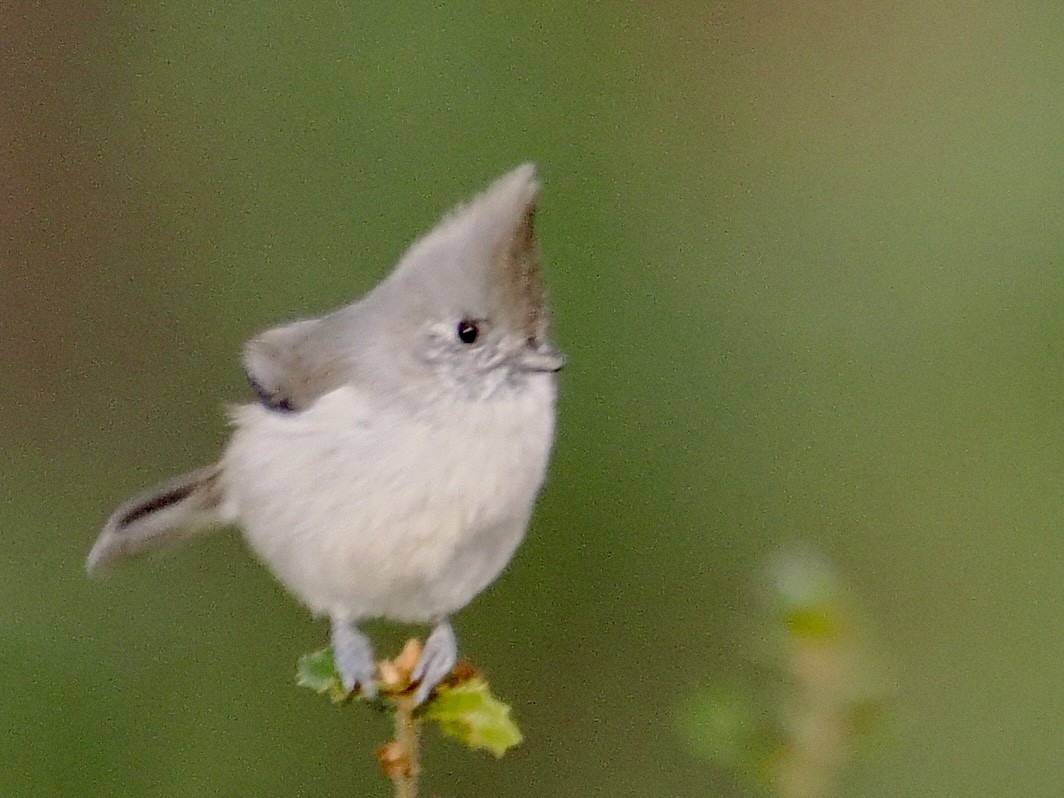 Oak Titmouse - ML643135440