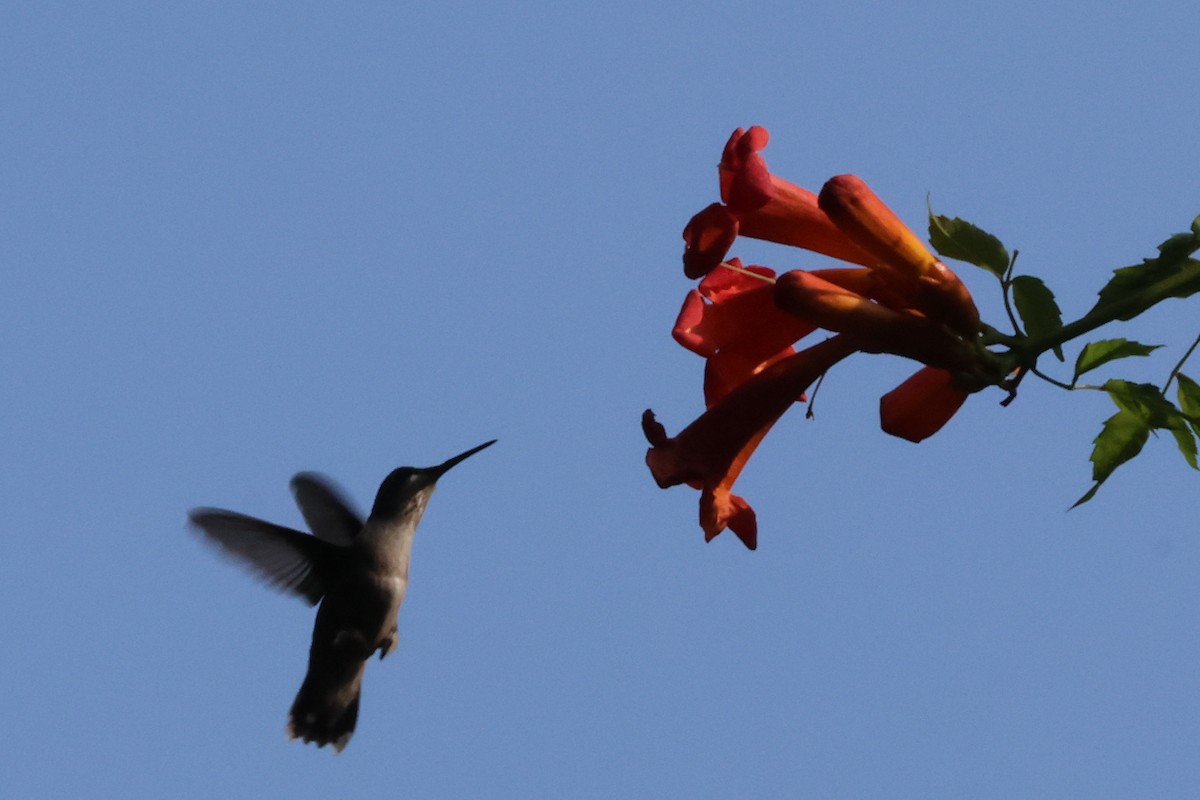 Ruby-throated Hummingbird - ML643135441