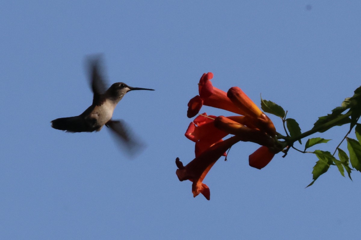 Ruby-throated Hummingbird - ML643135442