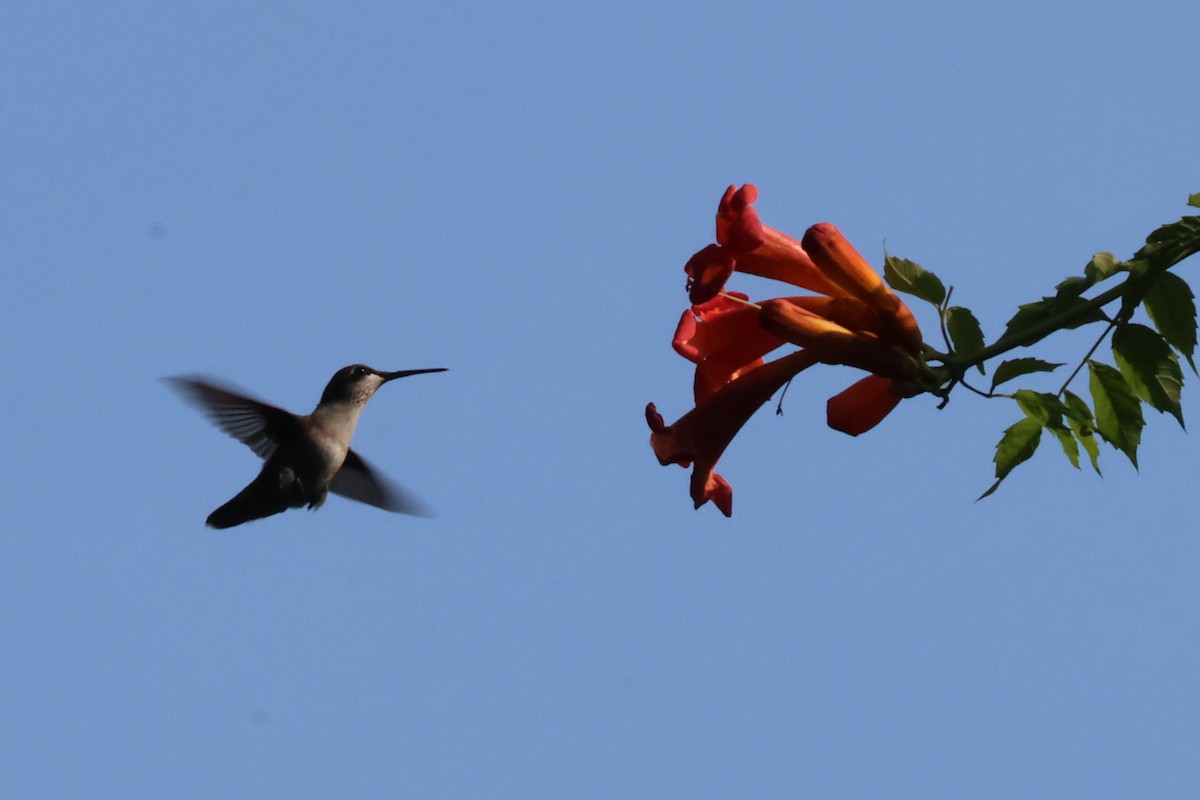 Ruby-throated Hummingbird - ML643135443