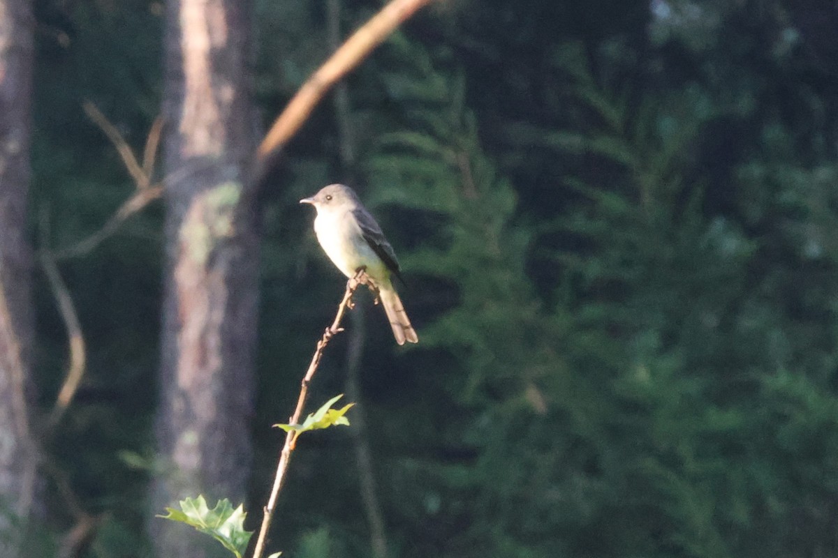 Eastern Wood-Pewee - ML643135448