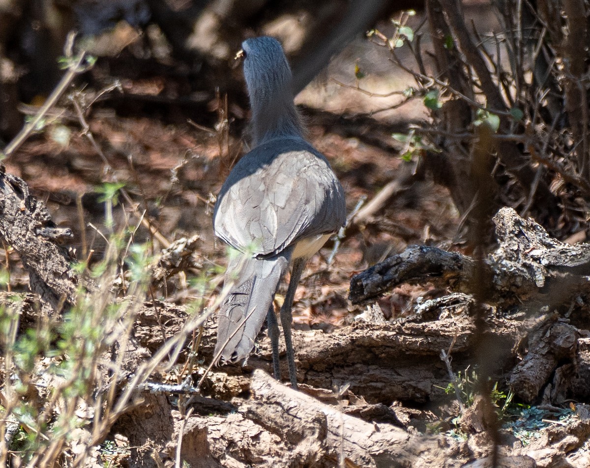 Cariama de Burmeister - ML643135455