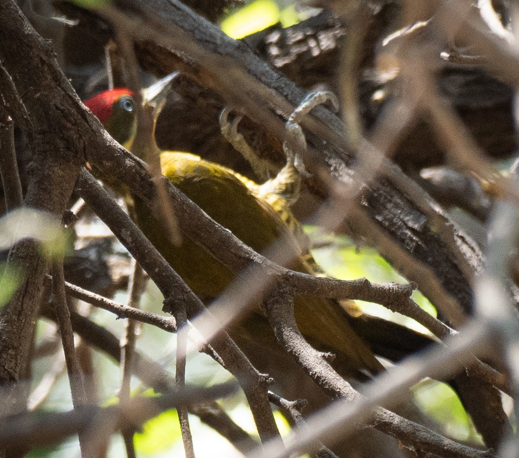 Golden-green Woodpecker - ML643135466