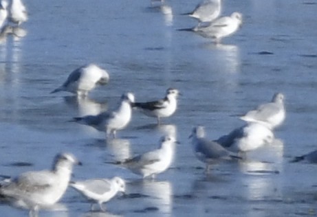 Little Gull - ML643135467