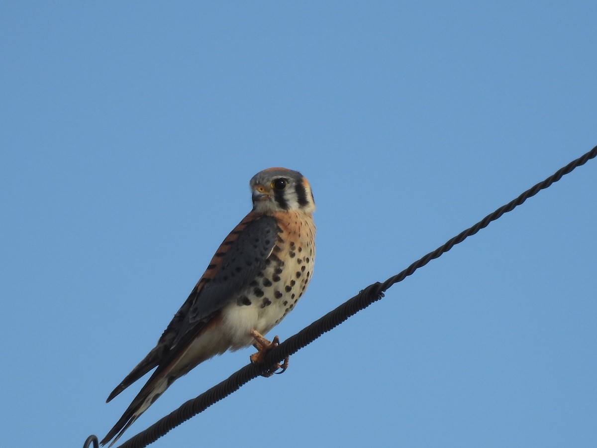 American Kestrel - ML643135471
