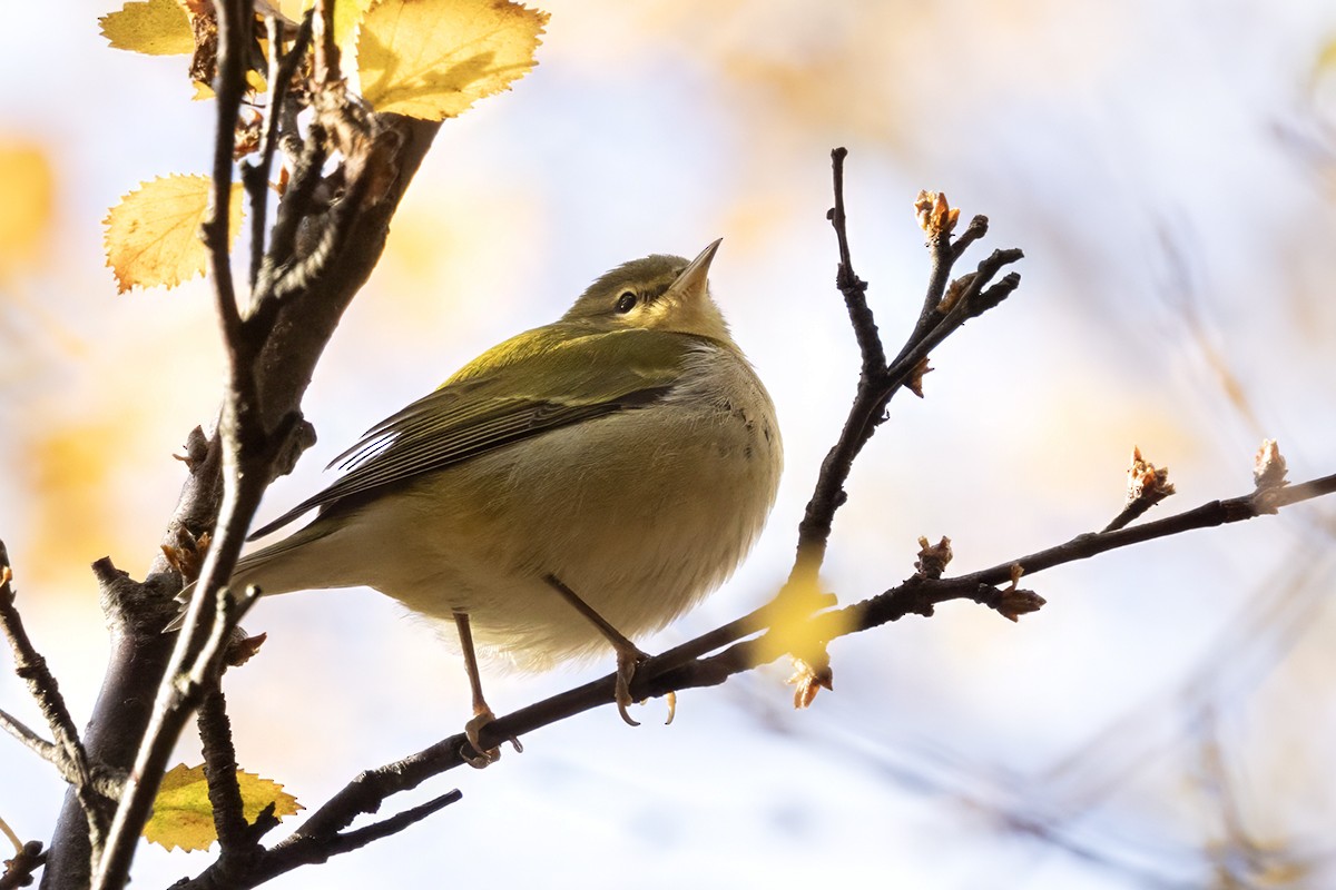 Tennessee Warbler - ML643135472