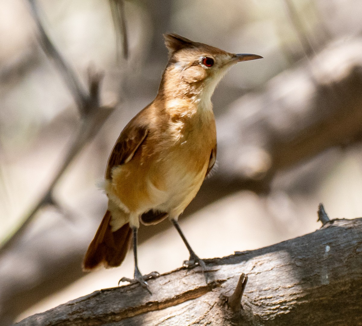 Crested Hornero - ML643135483