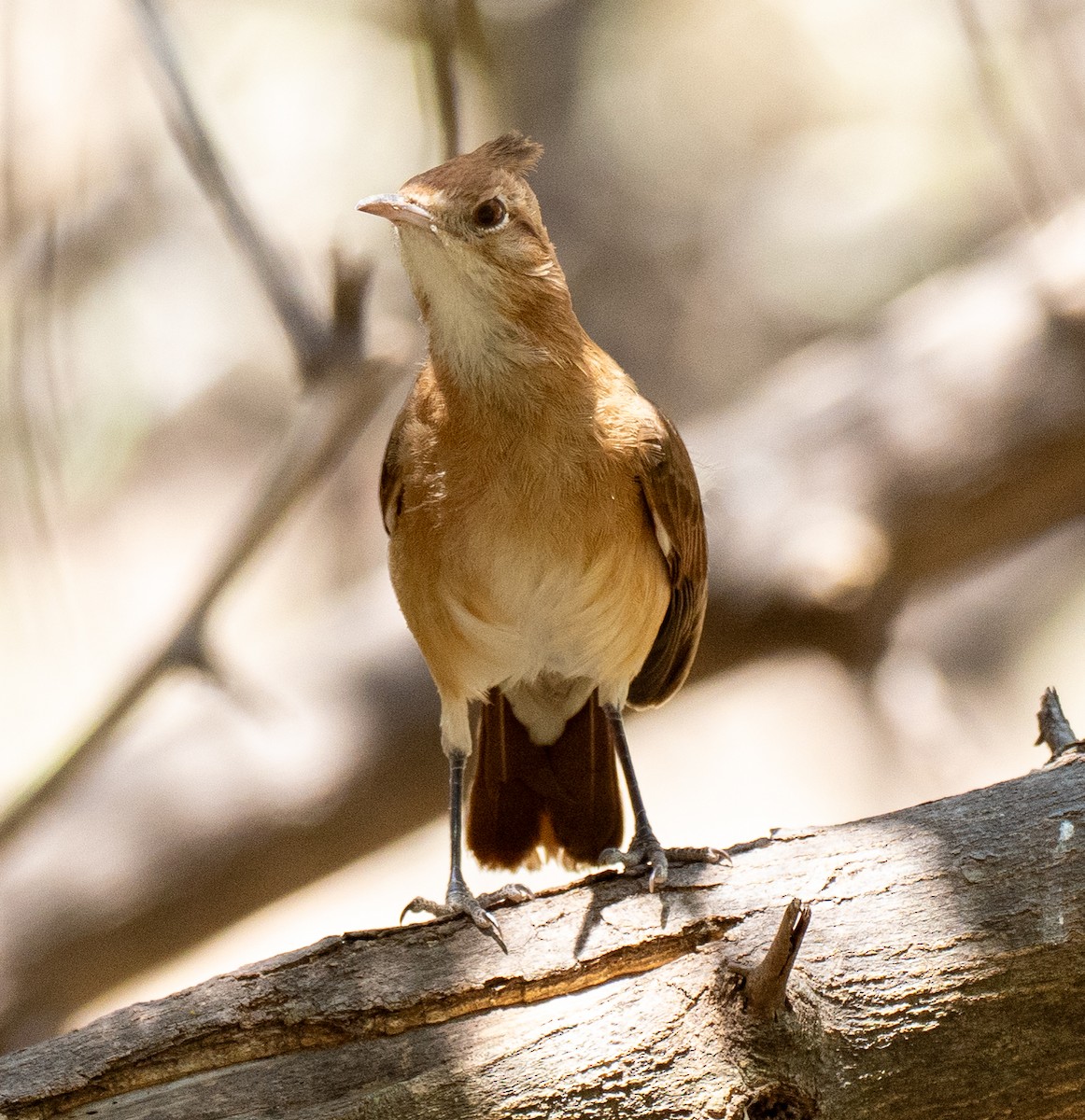 Crested Hornero - ML643135484