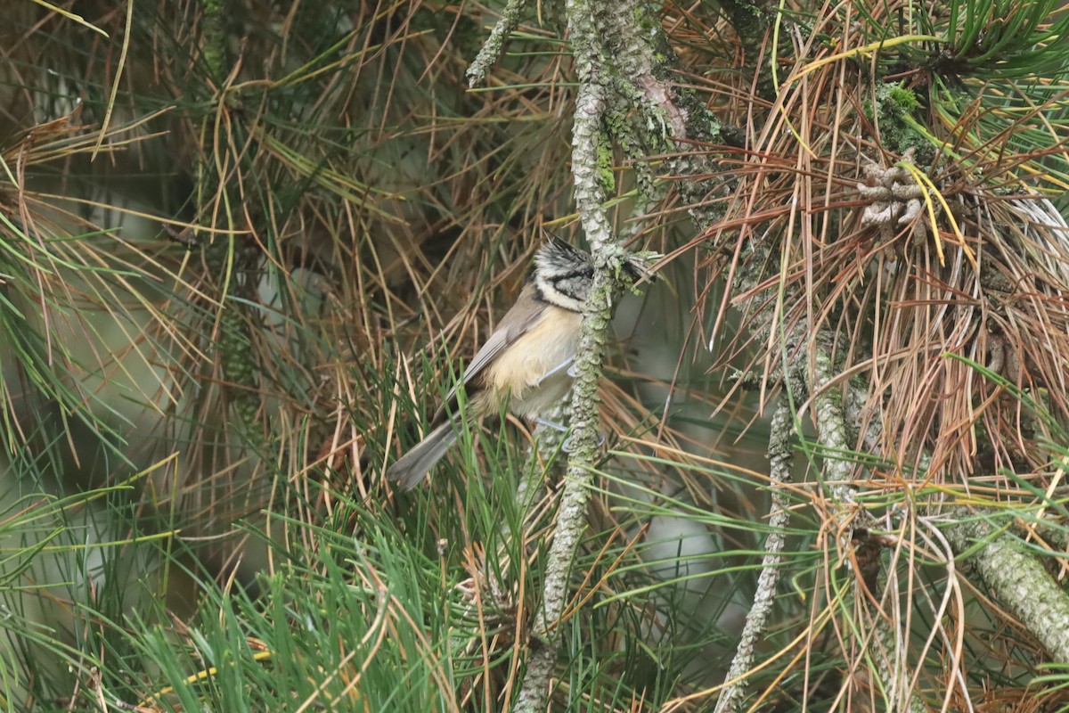 Crested Tit - ML643135492