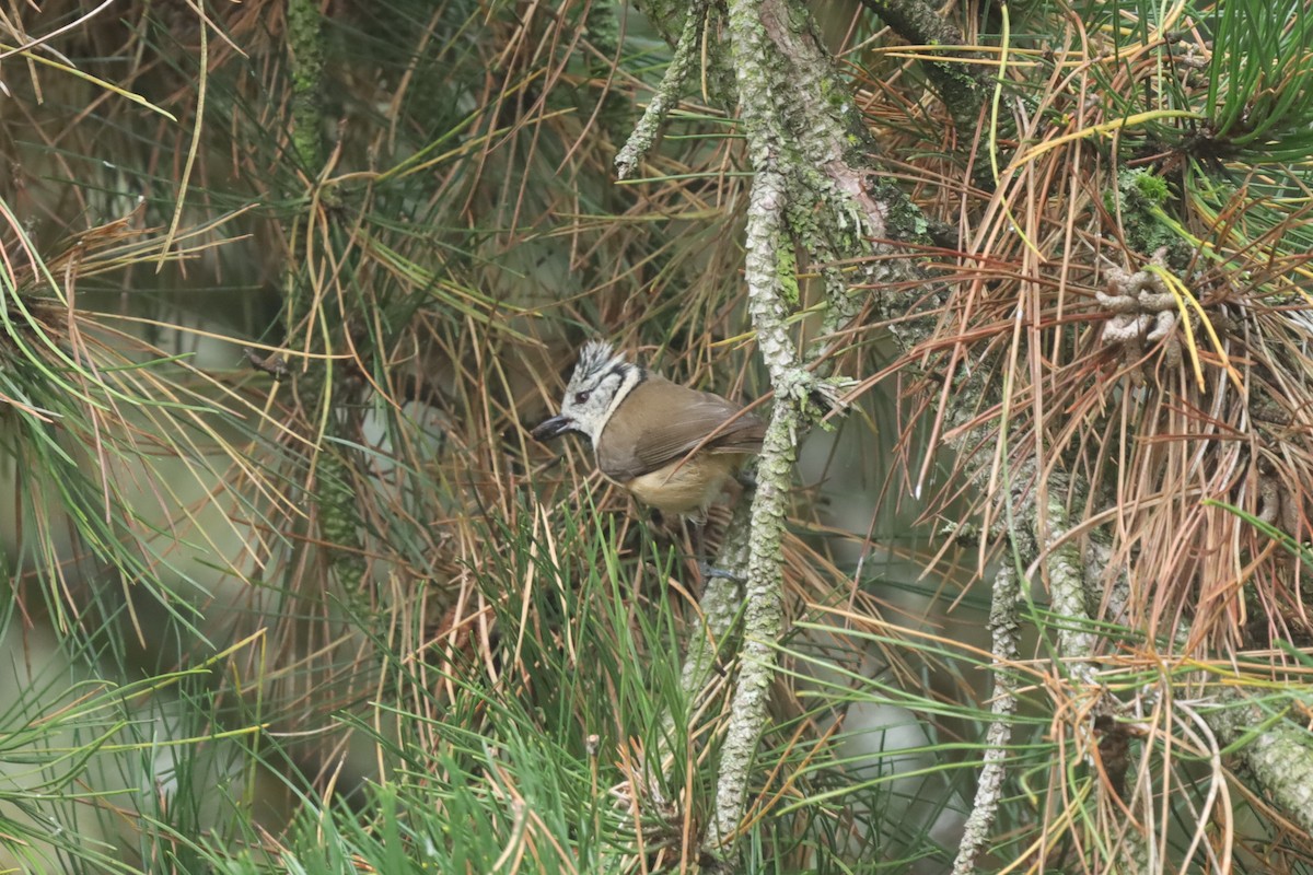 Crested Tit - ML643135510