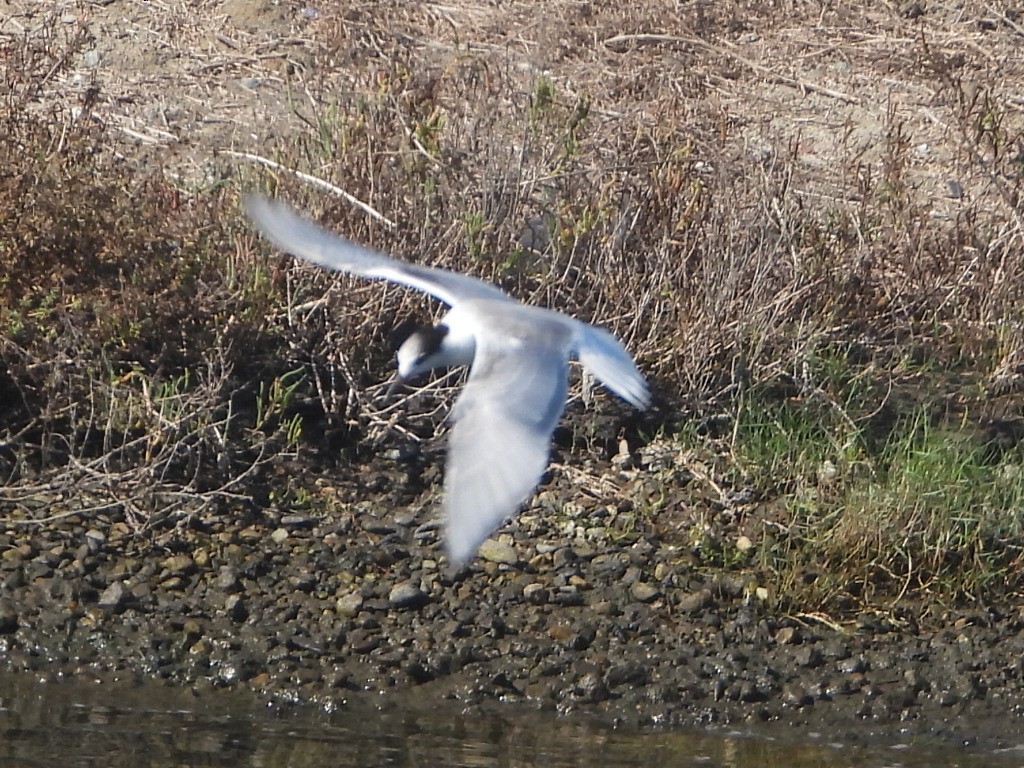 Common Tern - ML643135536