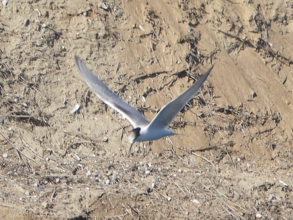 Common Tern - ML643135538