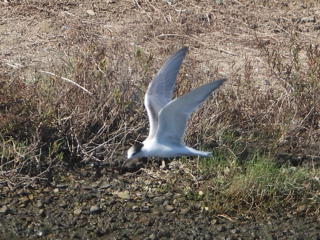 Common Tern - ML643135540