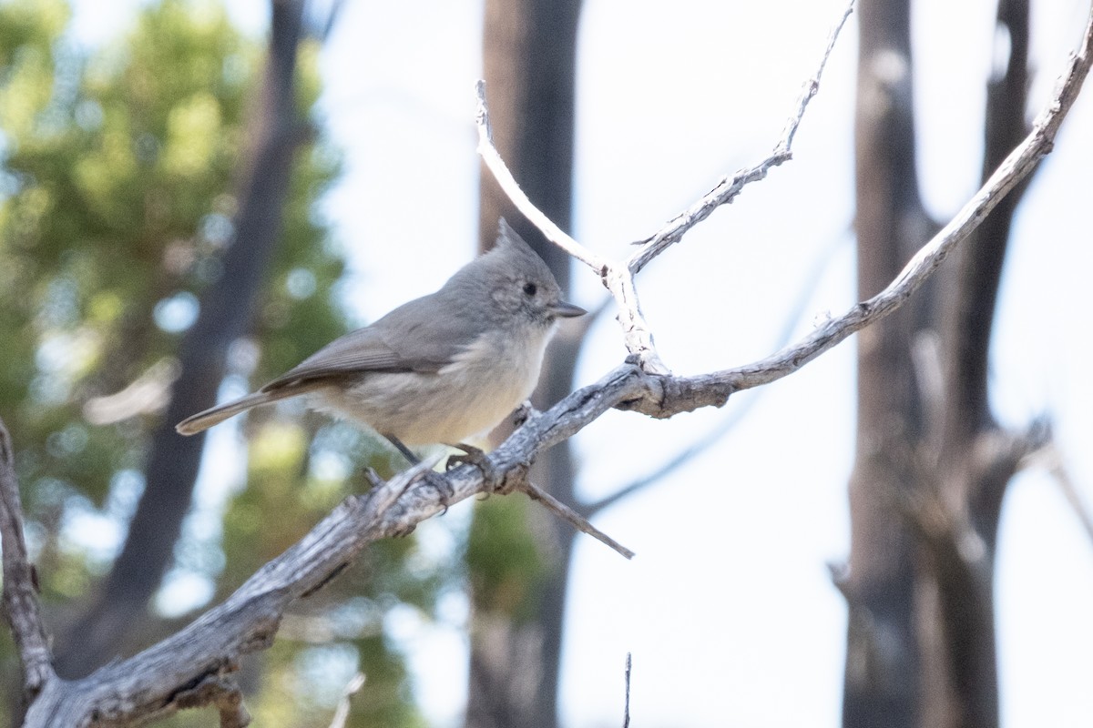 Juniper Titmouse - ML643135542