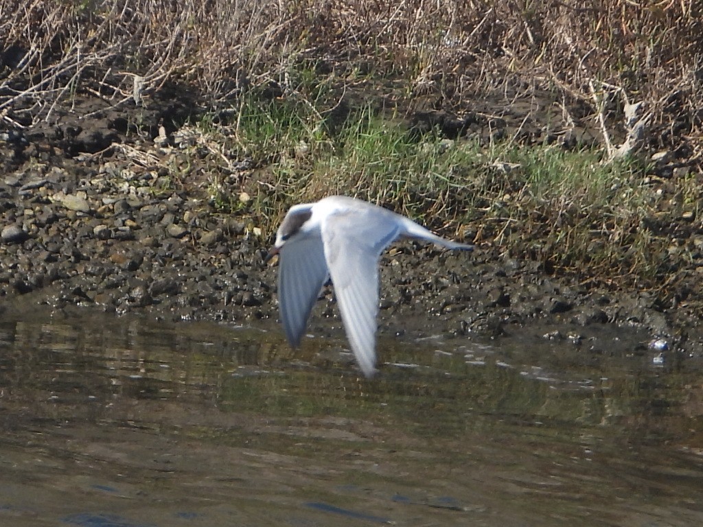 Common Tern - ML643135543