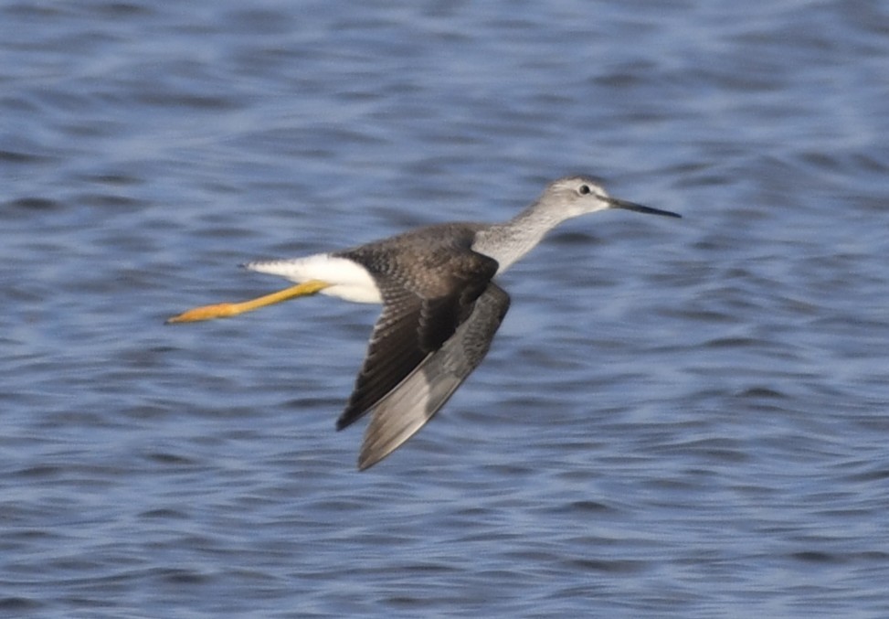 Greater Yellowlegs - ML643135547