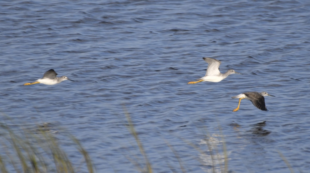Greater Yellowlegs - ML643135548