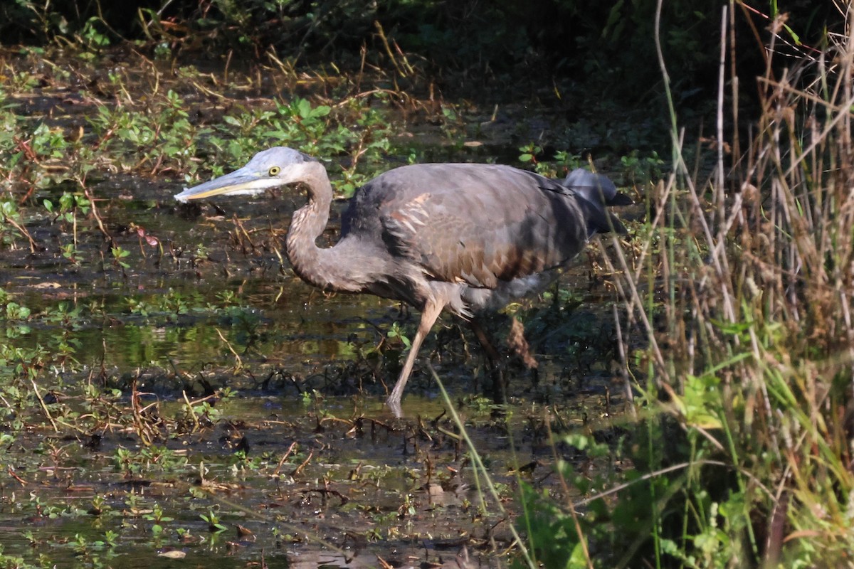 Great Blue Heron - ML643135556