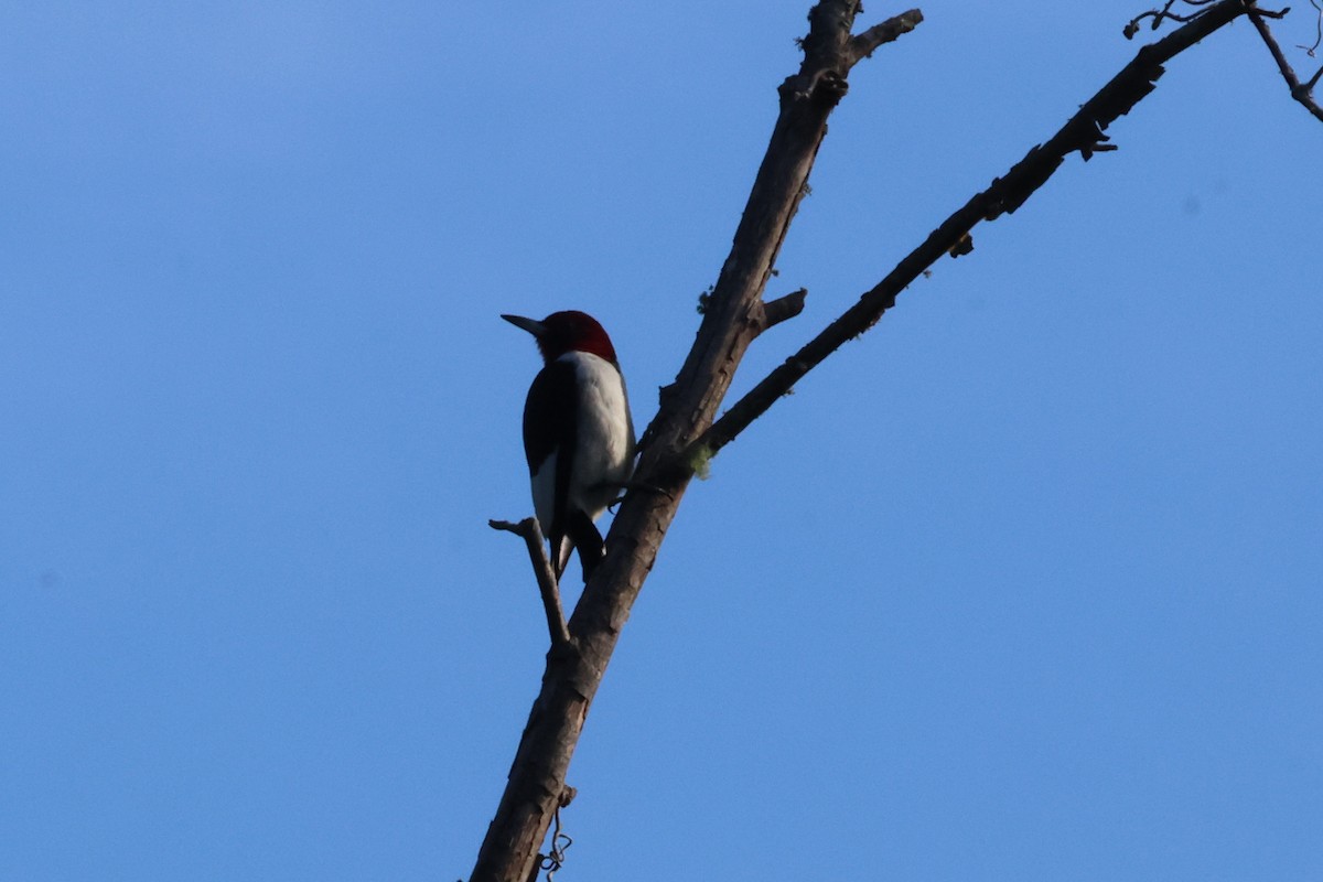 Red-headed Woodpecker - ML643135564