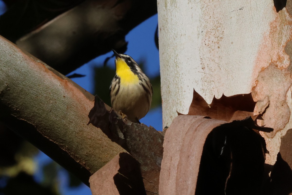Yellow-throated Warbler - ML643135575