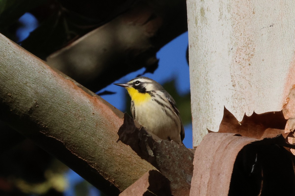 Yellow-throated Warbler - ML643135576