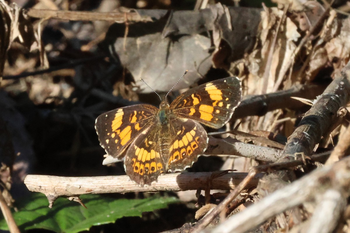 Silvery Checkerspot - ML643135580