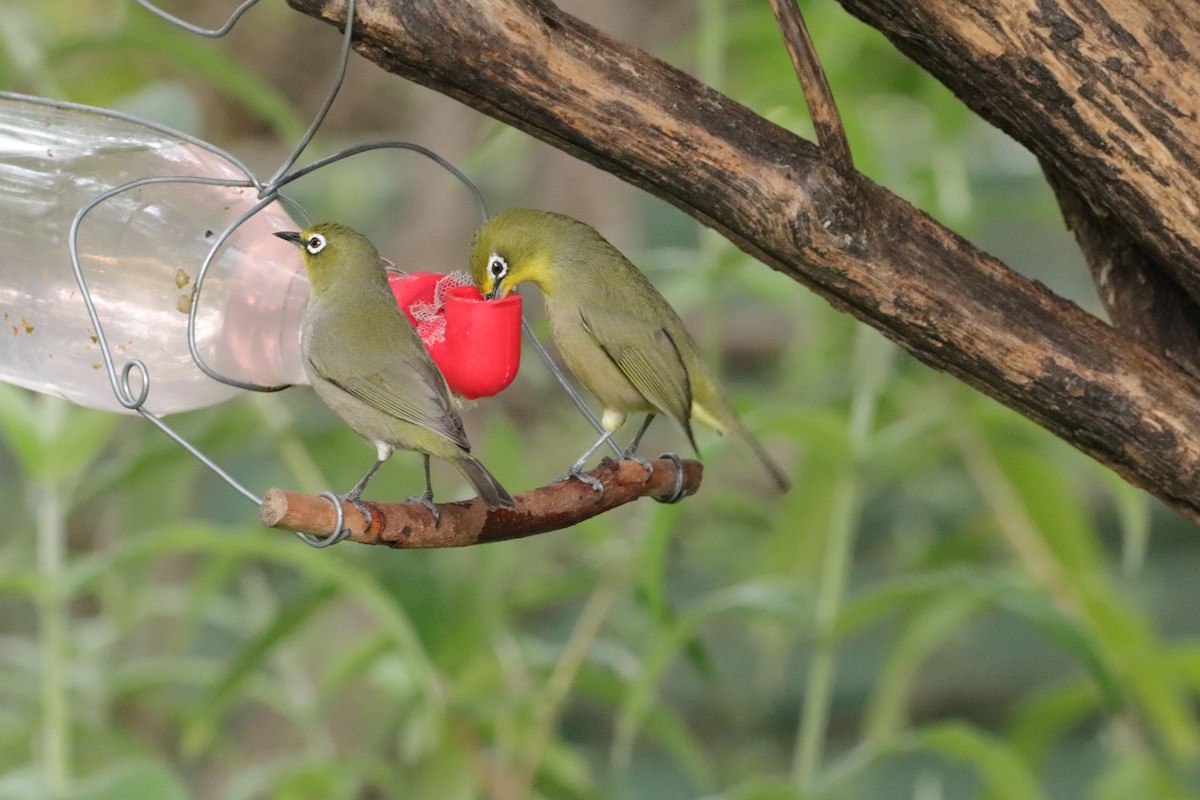 Cape White-eye - ML643135623