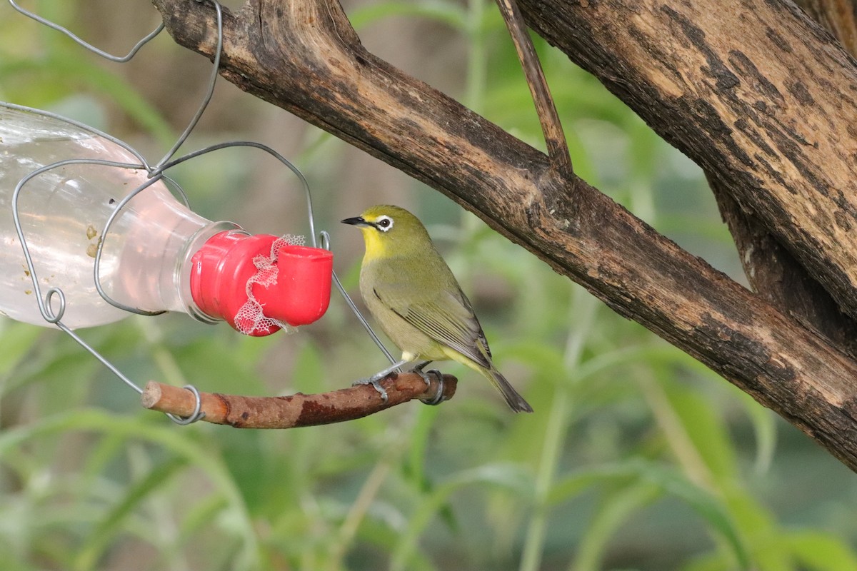 Cape White-eye - ML643135624