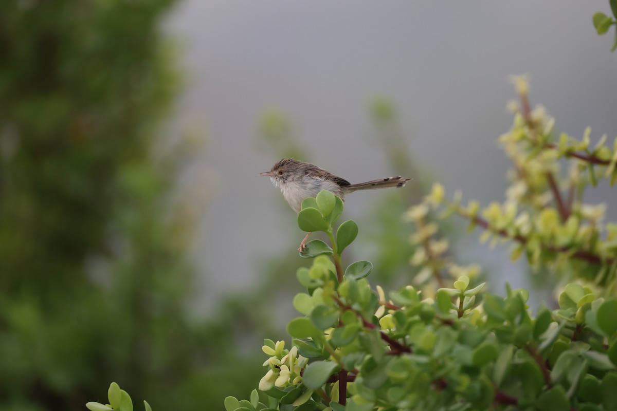 Graceful Prinia - ML643135641