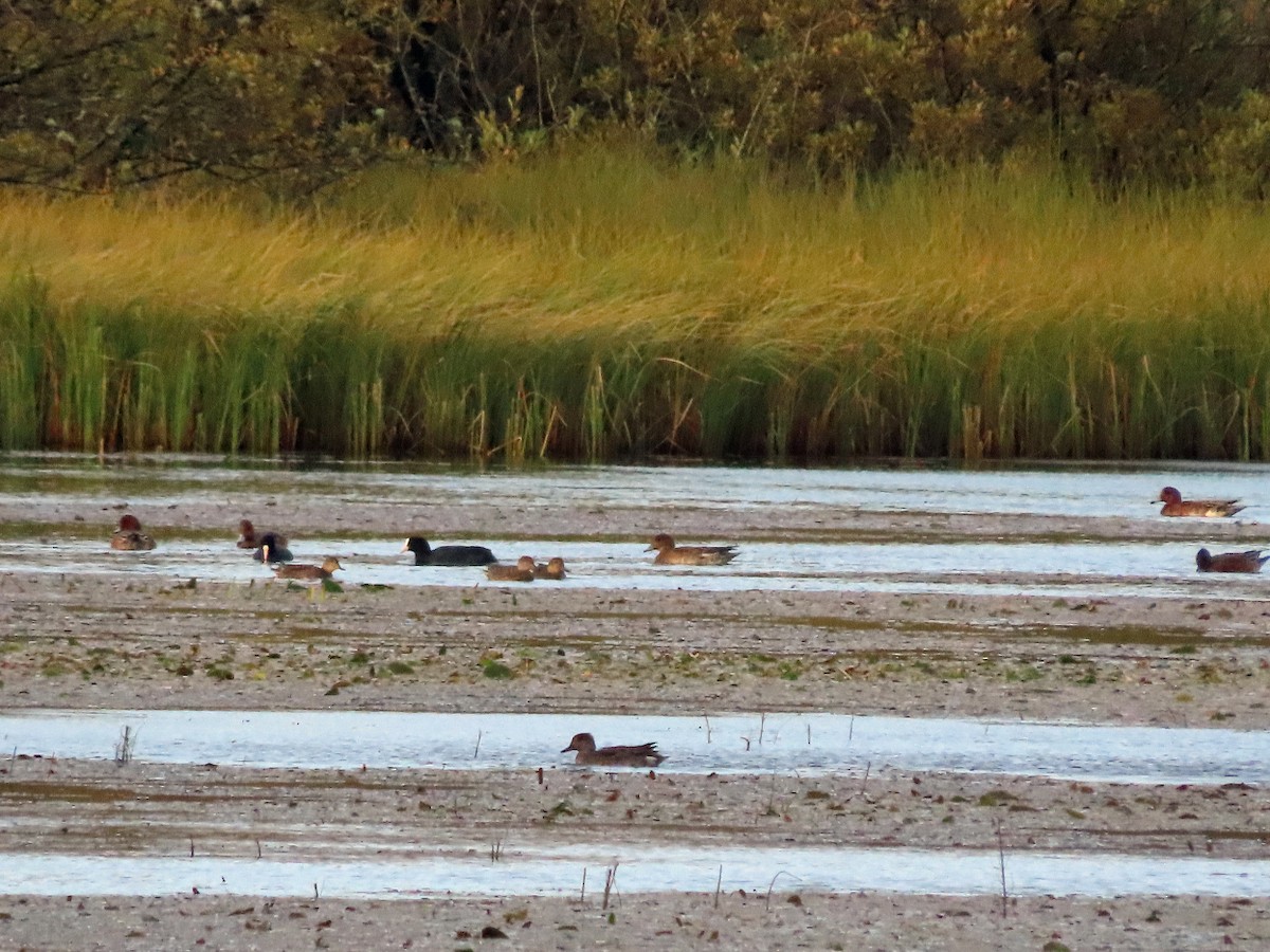 Eurasian Wigeon - ML643135668