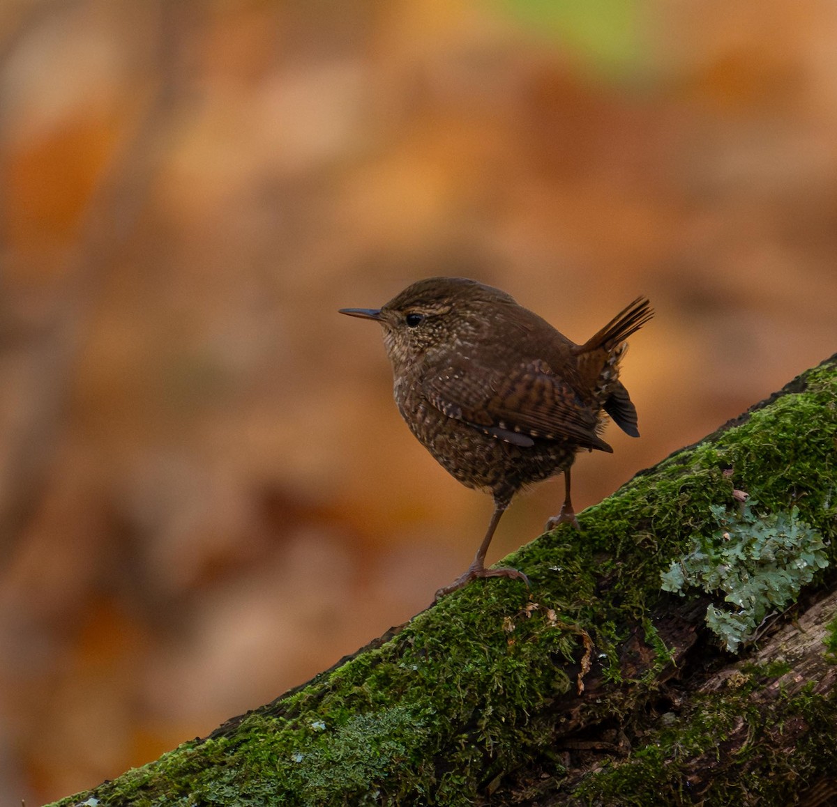 Winter Wren - ML643135687