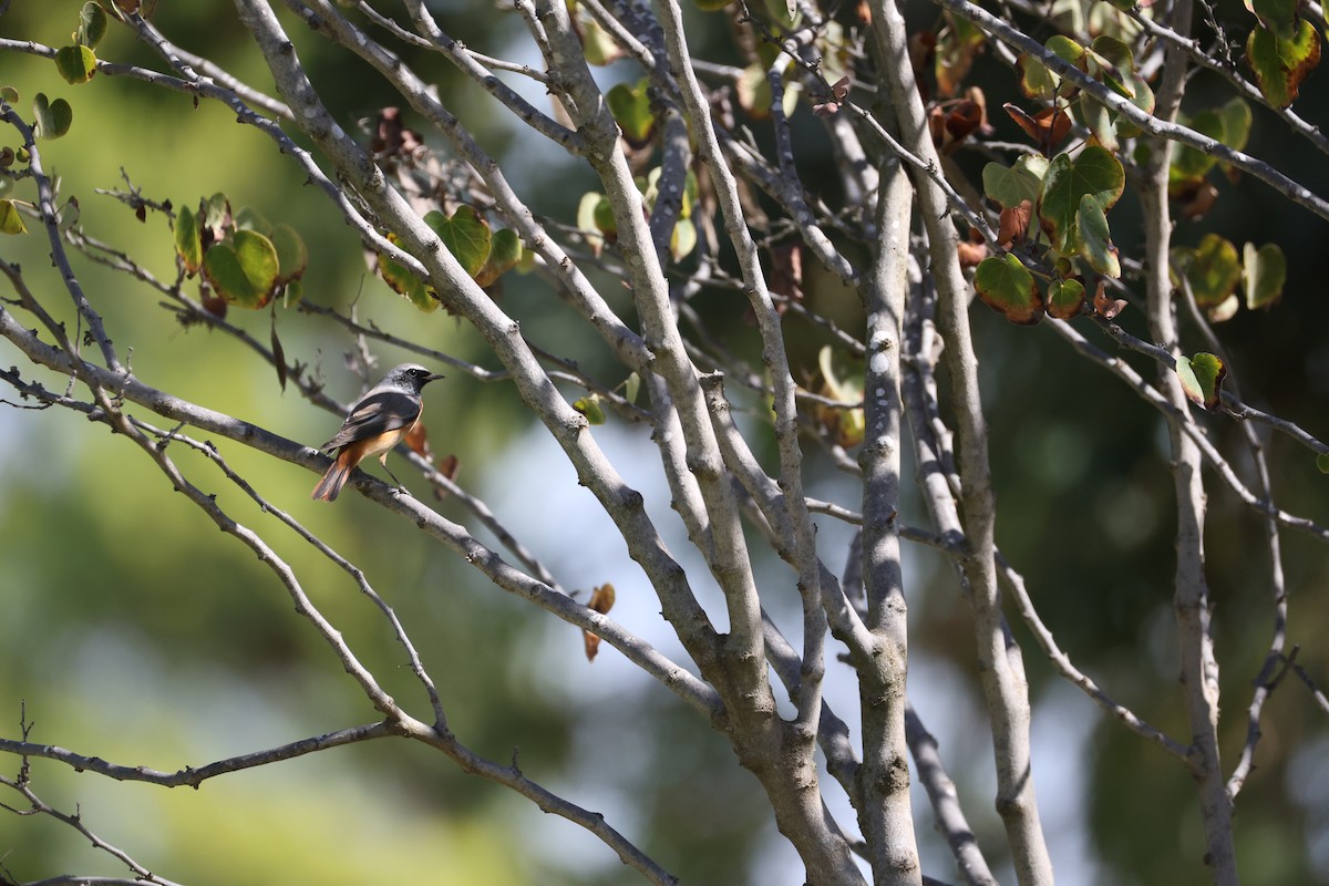 Common Redstart - ML643135702