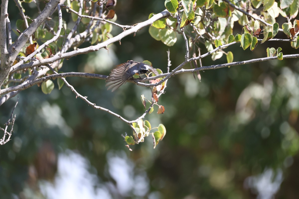 Common Redstart - ML643135703