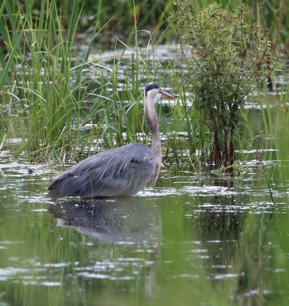 Great Blue Heron - Karen Miller