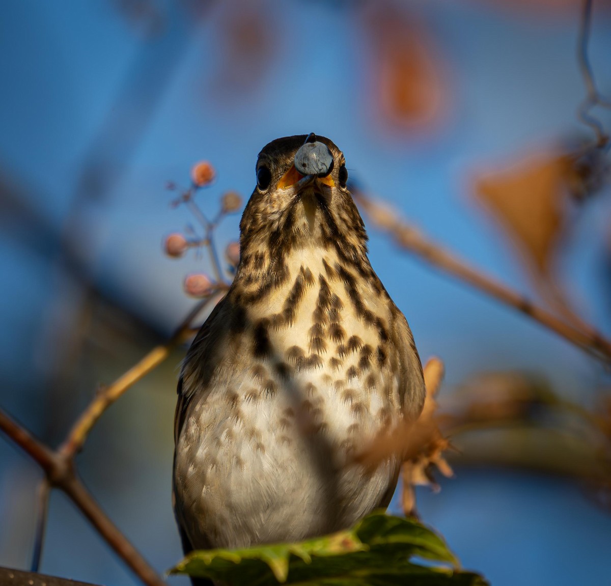 Hermit Thrush - ML643135714