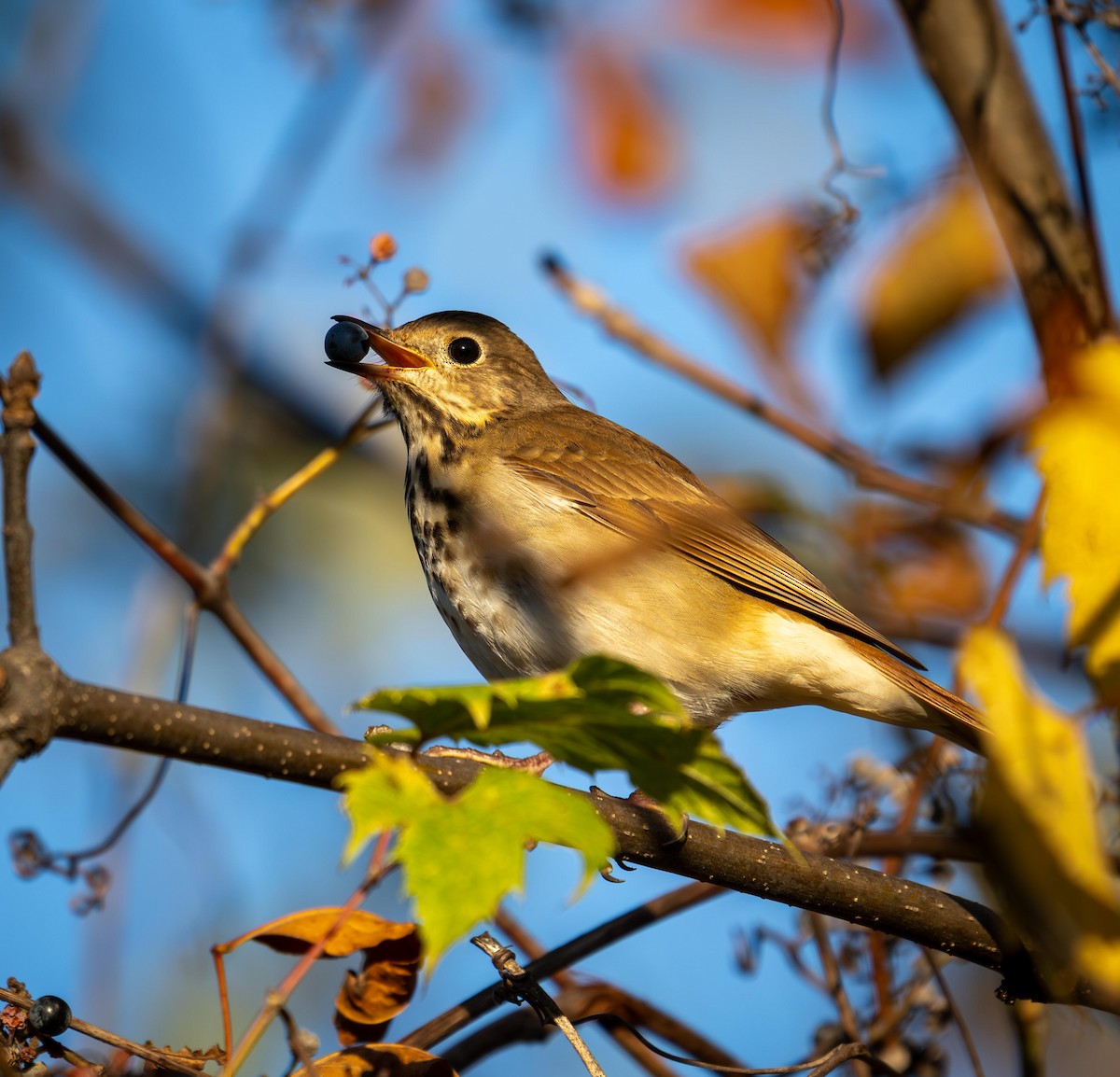 Hermit Thrush - ML643135715