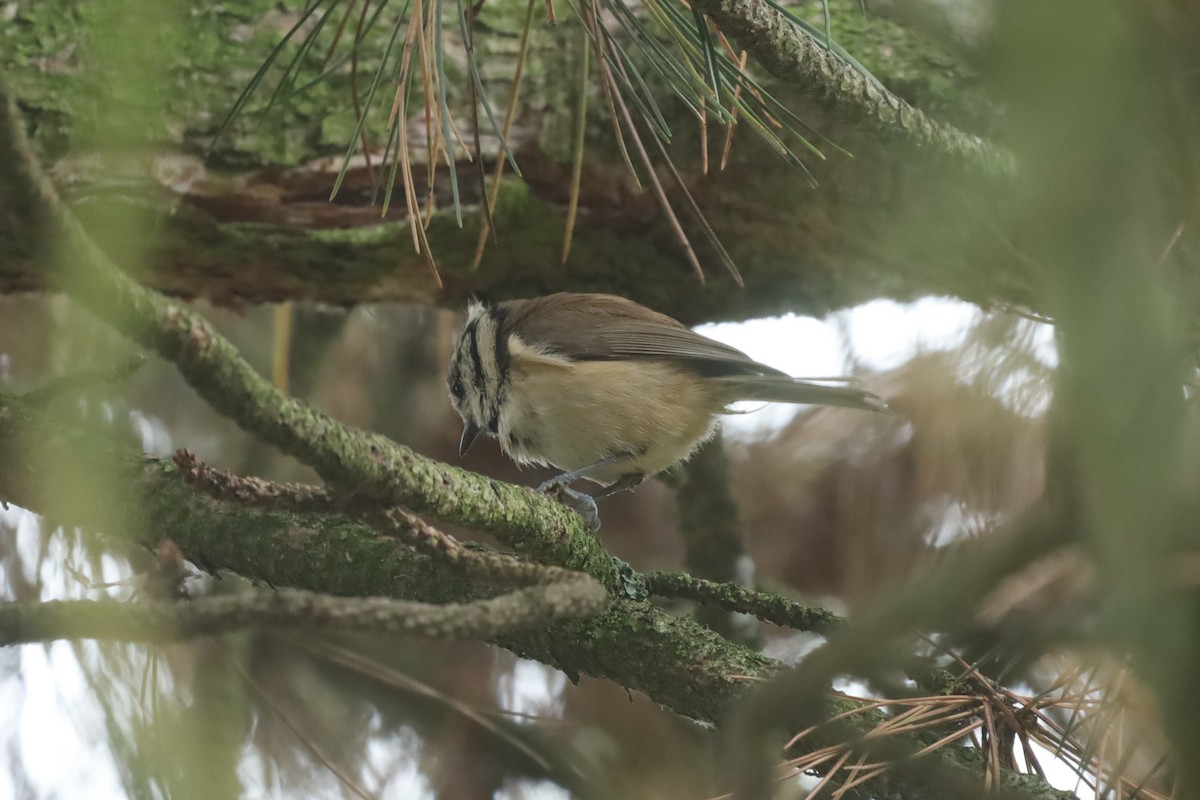 Crested Tit - ML643135720