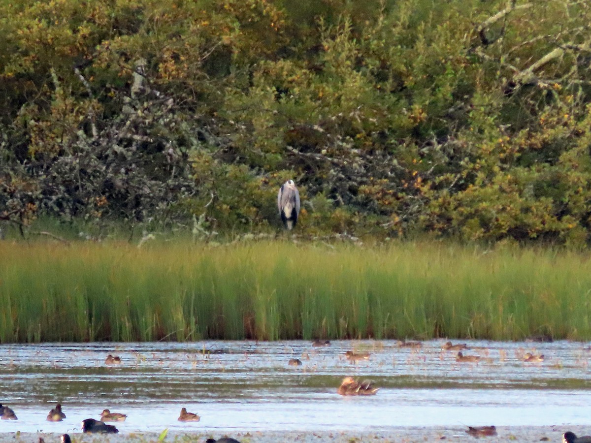 Eurasian Wigeon - ML643135721