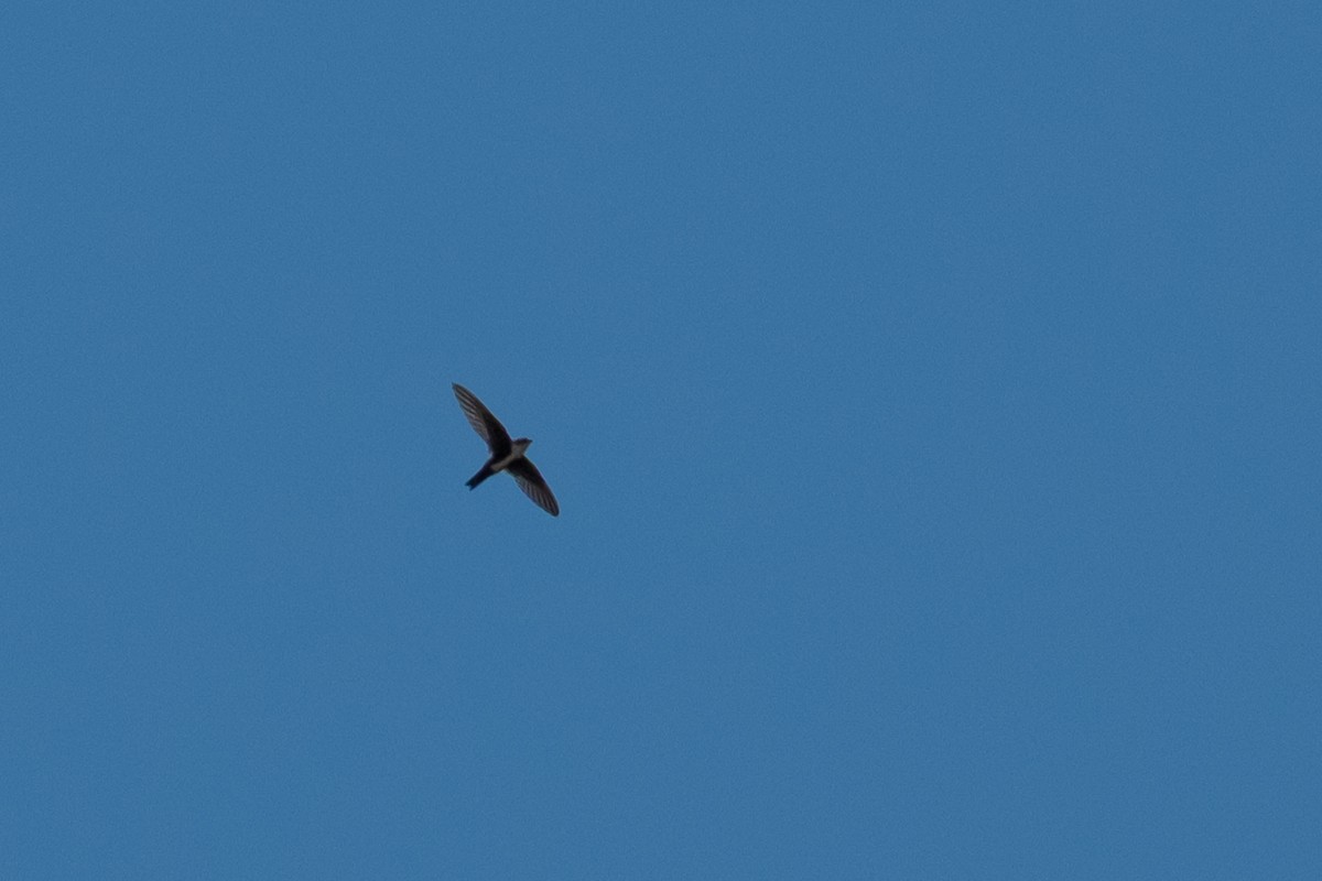White-throated Swift - ML643135722