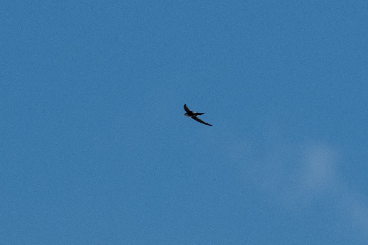White-throated Swift - ML643135723