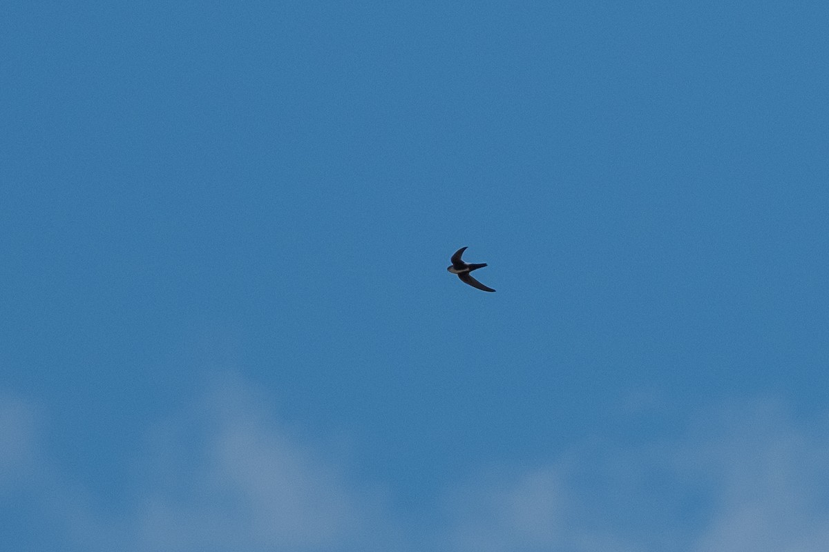 White-throated Swift - ML643135724