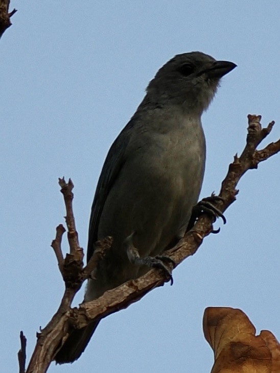 sayacatanagar - ML643135728