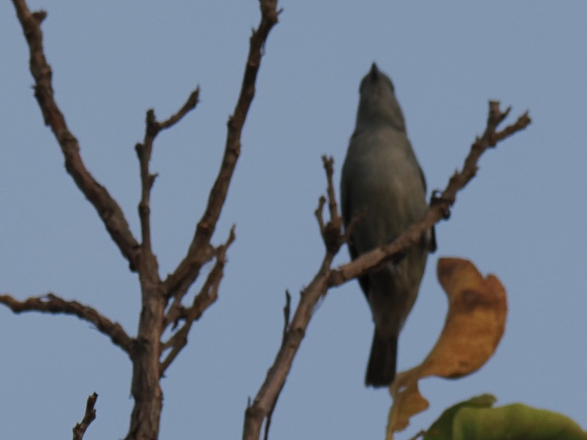 sayacatanagar - ML643135730