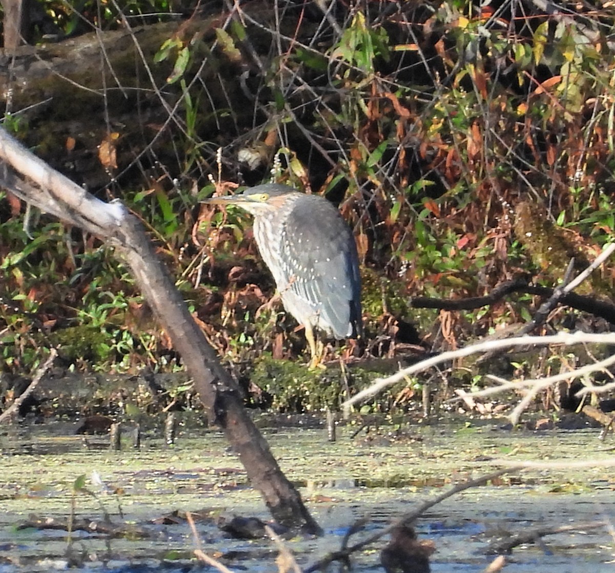 Green Heron - ML643135733
